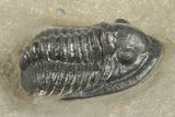 Dalejeproetus Trilobite - Uncommon Moroccan Proetid #204487-2